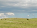 Great Plains Scene (CO).