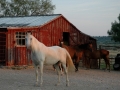 Horse & Barn.