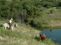 Working Cattle.