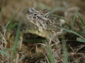 Horned Toad