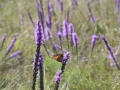 Wildflower & Butterfly