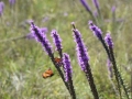 Wildflower & Butterfly