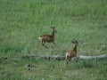 Great Plains Scene (CO).