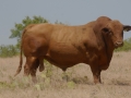 Herd Sire 5-48