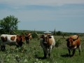 Cook Ranch Longhorns (TX).