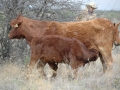 Watt Casey, DVM Checking Cattle - TX.