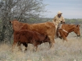 Watt Casey, DVM Checking Cattle - TX.