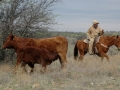 Watt Casey, DVM Checking Cattle - TX.