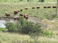 2014 Bulls Headed to Water - Thank God There Is Water This Year!!!!