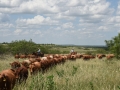 Chris and Juan and the 2014 Bulls After Branding!