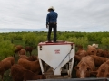 Juan Counting Cattle Before We Feed