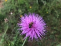 Wildflower Bee