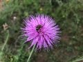 Wildflower Bee