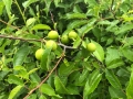 Wild Plums