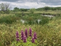 Wildflowers