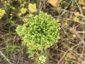 Wildflowers