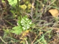 Wildflowers