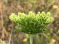 Wildflowers