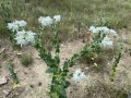 Wildflowers