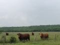 Herd Sires in Field