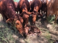 Baby Calf Heifers