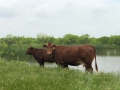 Cow and Heifer