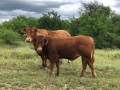 Cow and Bull Calf