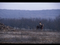 George Peacock Rode Out Early - TX.