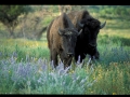 Buffalo and wildflowers.