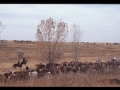 Chico Basin Ranch Roundup, CO.