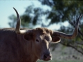 Lambshead Ranch Longhorn.