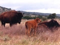 Lambshead Buffalo